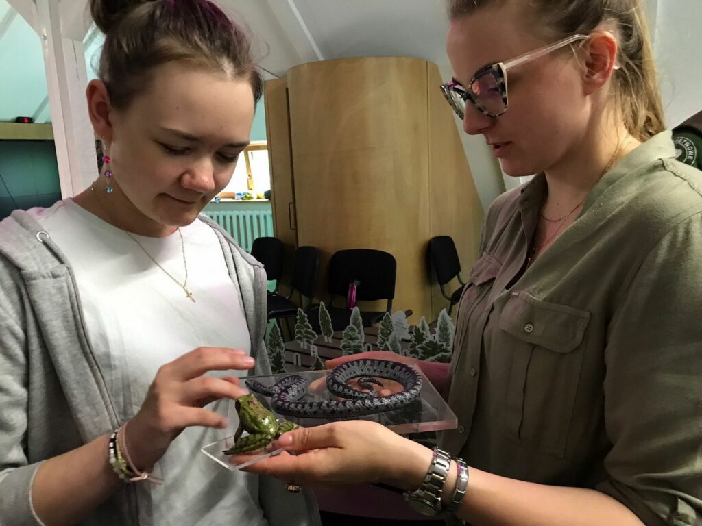 Uczennica ogląda model żaby i żmiji zygzakowatej