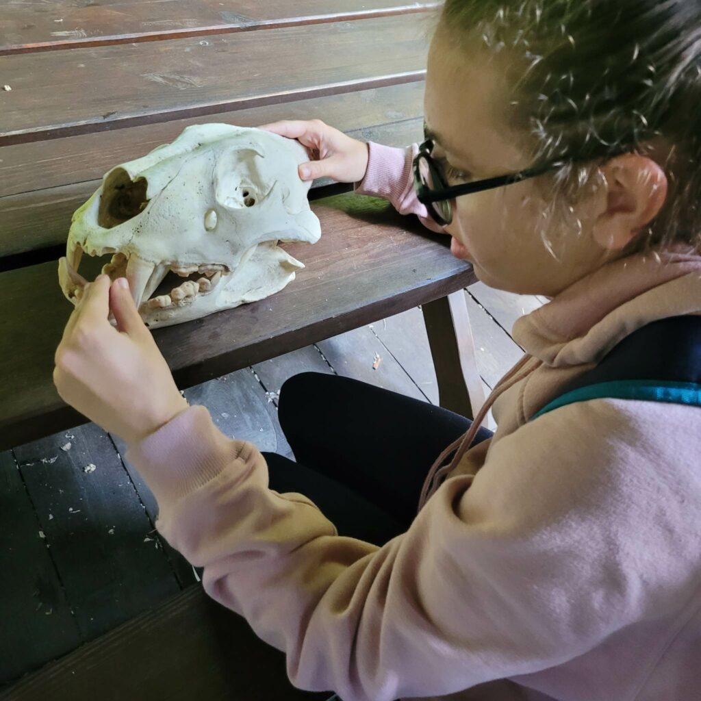 Weronika dotyka czaszki lwicy. Porównując uzębienie zwracaliśmy uwagę na spore kły tego mięsożernego zwierzęcia.