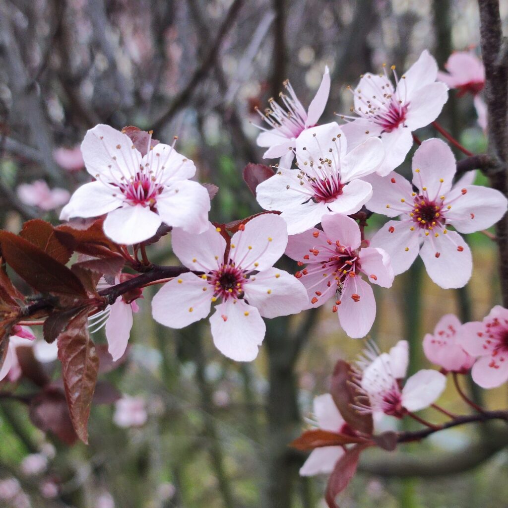 na zdjęciu różowe kwiaty kwitnącego krzewu w Parku Orientacji